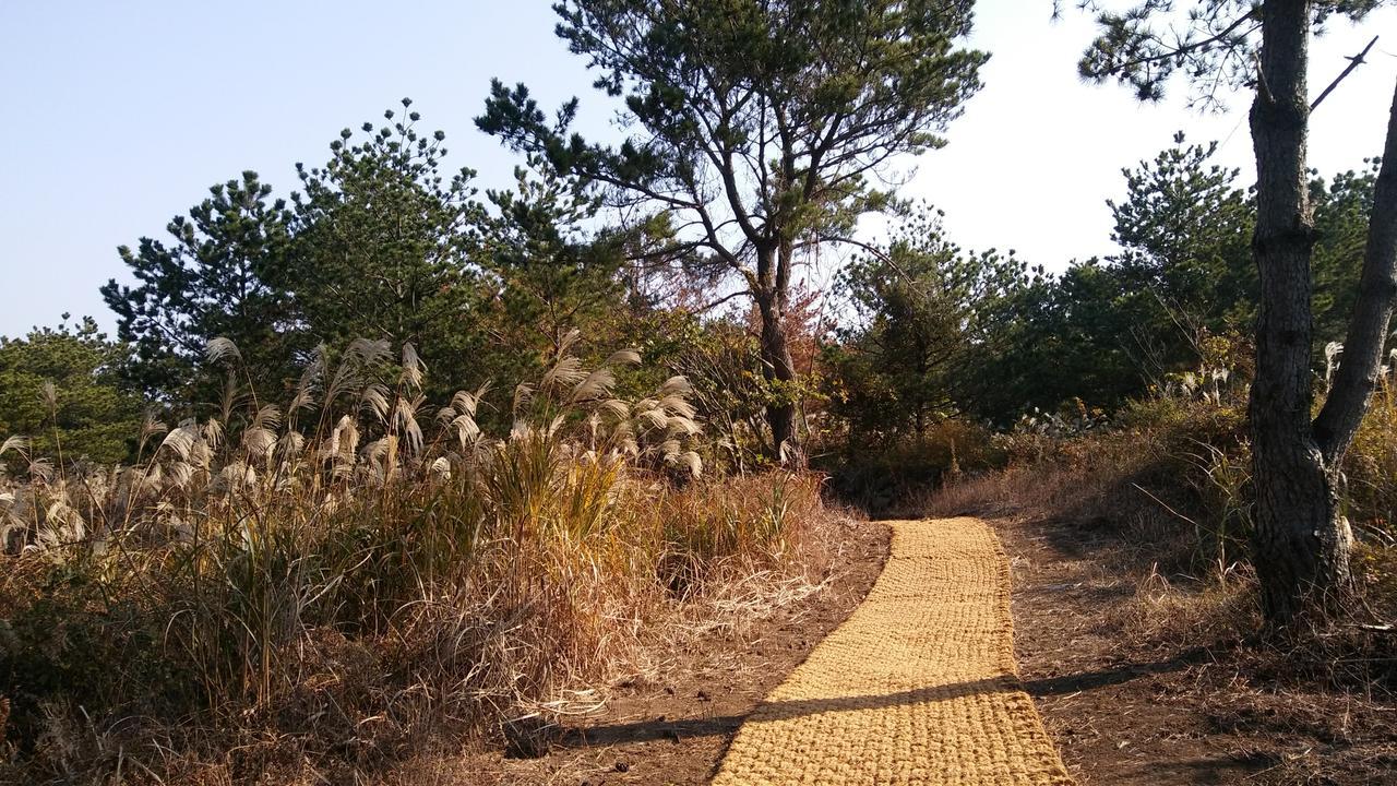 Jeju Youth Hostel エクステリア 写真